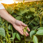 IMA lança edital para concurso público com 132 vagas - Foto: Divulgação/Canva Pro