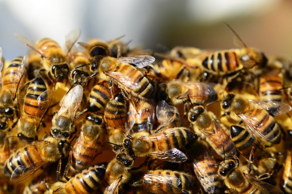 Ataque de abelhas mata casal em Guarará, na Zona da Mata - Foto: Divulgação