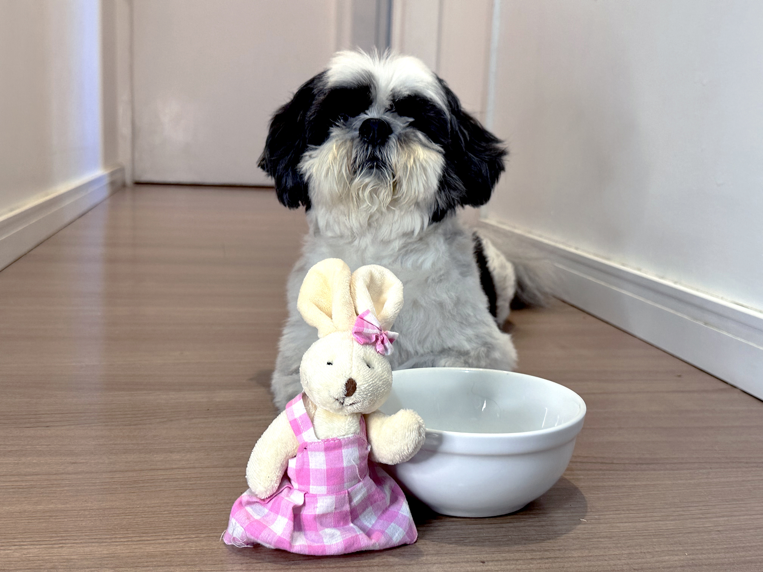 Cuidados com a alimentação dos pets durante a Páscoa c27bab47 5fb5 4d74 a453 456f5f6a128a