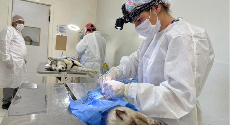 Castração gratuita de cães e gatos: Belo Horizonte abre agenda de outubro; veja como solicitar - Foto: Aline Resende/ PBH