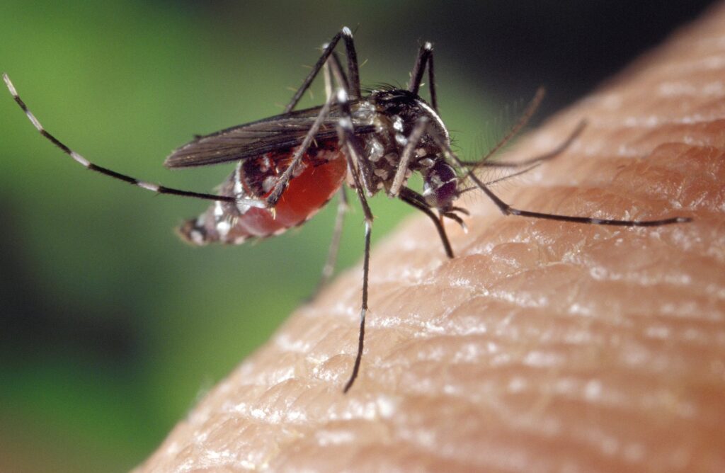 Sobe para 18 o número de mortos pela dengue no estado de MG em 2024 - Foto: Divulgação
