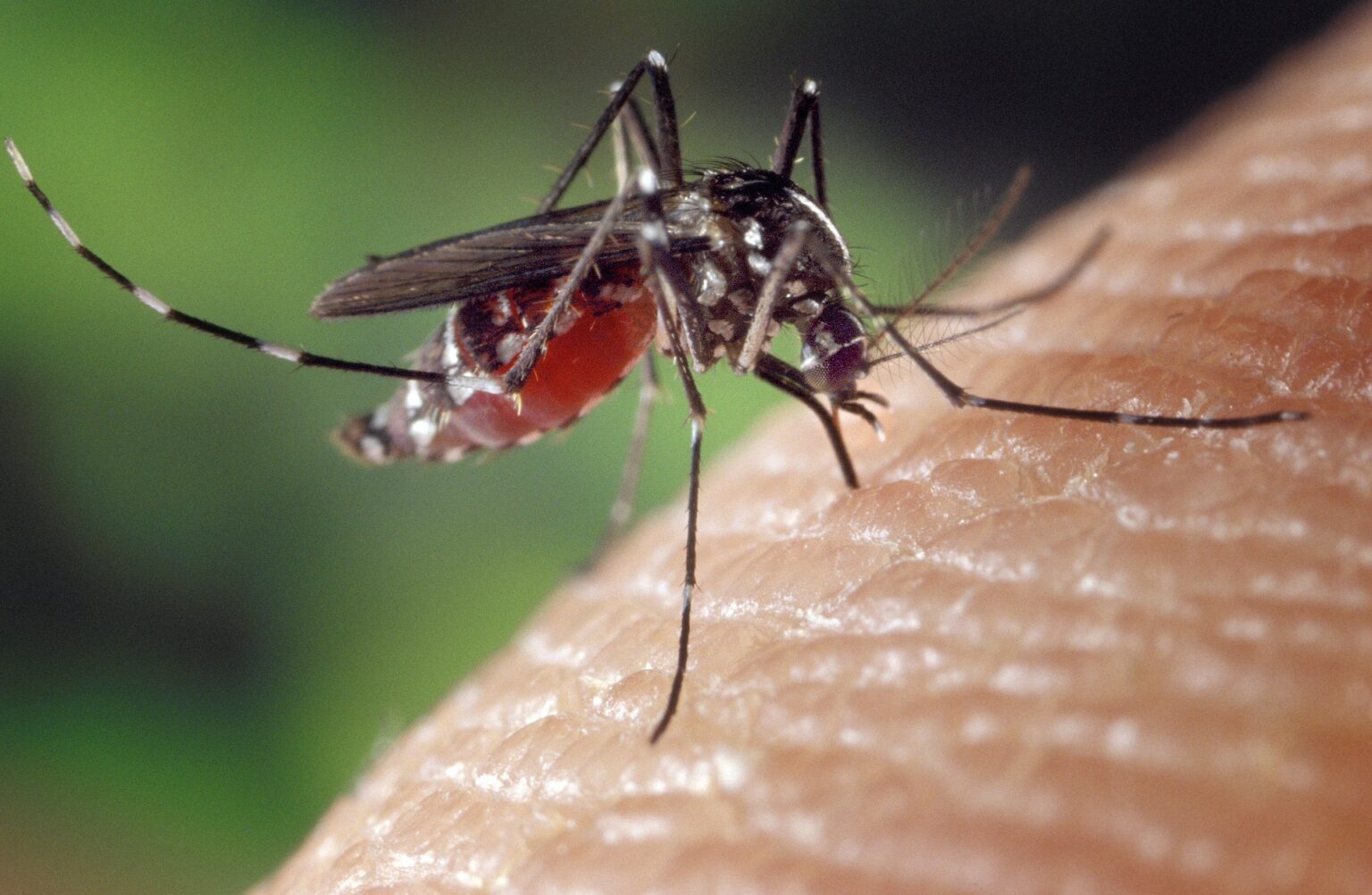 Sobe para 18 o número de mortos pela dengue no estado de MG em 2024 Sobe para 18 o número de mortos pela dengue no estado de MG em 2024 - Foto: Divulgação