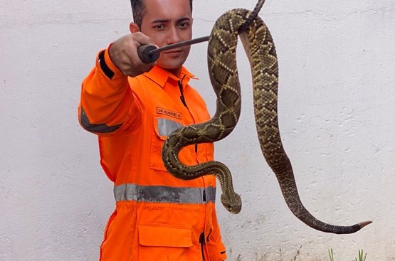 Cobra cascavel é capturada dentro de Presídio de Vespasiano - Foto: Divulgação/Corpo de Bombeiros