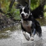 Cuidados com seu pet no calor: 10 dicas para proteger seu melhor amigo - Foto: Divulgação
