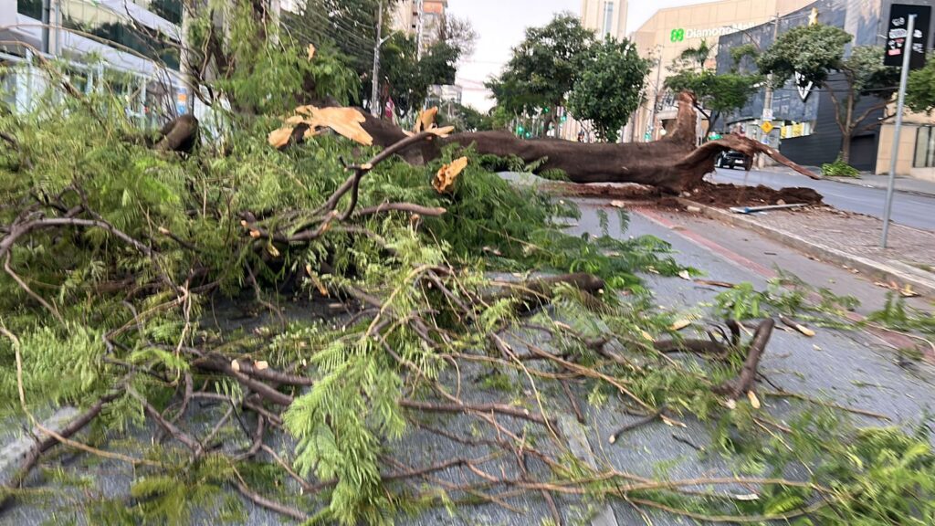 Árvore de grande porte cai e fecha Avenida Olegário Maciel, em BH - Foto: Divulgação/Corpo de Bombeiros