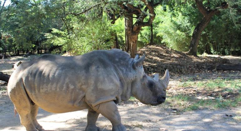Rinoceronte Luna, do Zoológico de Belo Horizonte, morre aos 53 anos - Foto: Suziane Brugnara/PBH
