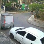 Guarda municipal atirar em pitbull após ser atacado dentro de parque em BH - Foto: Reprodução