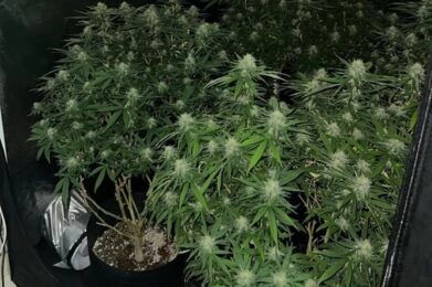 Polícia Militar fecha laboratório de maconha em Betim - Foto: Divulgação/PMMG
