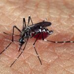 Minas Gerais confirma 20ª morte por dengue em 2025 - Foto: Acervo CCS
