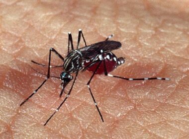 BH confirma primeira morte por chikungunya em 2024 - Foto: Acervo CCS