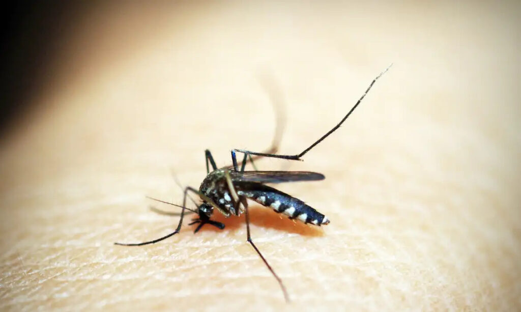 Minas tem 71 mortes por dengue e 20 por chikungunya - Foto: Reprodução/Pixabay