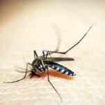 Minas Gerais registra duas mortes por dengue em 2025 - Foto: Reprodução/Pixabay