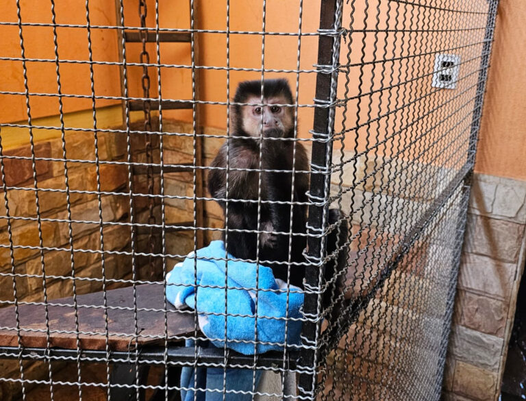 Homem é suspeito de fornecer drogas e bebida alcoólica a macaco-prego em Congonhas - Foto: Divulgação/PCMG