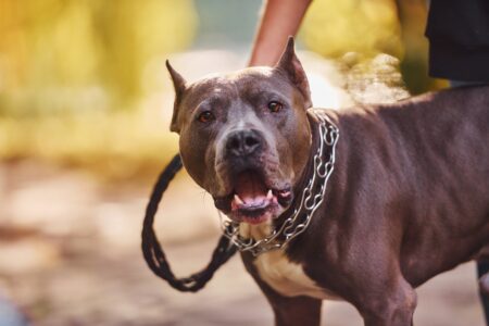 Criança de 5 anos é atacada por pit bull em Juiz de Fora - Foto: depositphotos.com (Ilustração)