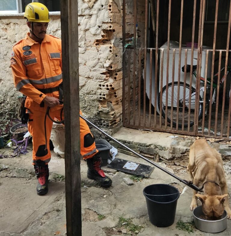 Bombeiros resgata pitbull vítima de maus tratos após fuga em BH - Foto: Divulgação/Corpo de Bombeiros