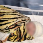 Recém-nascida levada de hospital de Uberlândia é encontrada em Goiás - Foto: Reprodução