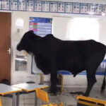 Boi invade sala de aula e deixa crianças feridas em Caratinga (MG) - Foto: Reprodução/Redes Sociais
