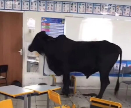 Boi invade sala de aula e deixa crianças feridas em Caratinga (MG) - Foto: Reprodução/Redes Sociais