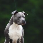 Idoso é atacado por cão pitbull durante festa infantil em BH - Foto: Divulgação/Depositphotos/Ilustrativa