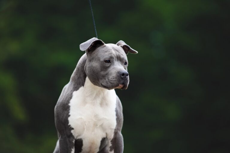 Idoso é atacado por cão pitbull durante festa infantil em BH - Foto: Divulgação/Depositphotos/Ilustrativa