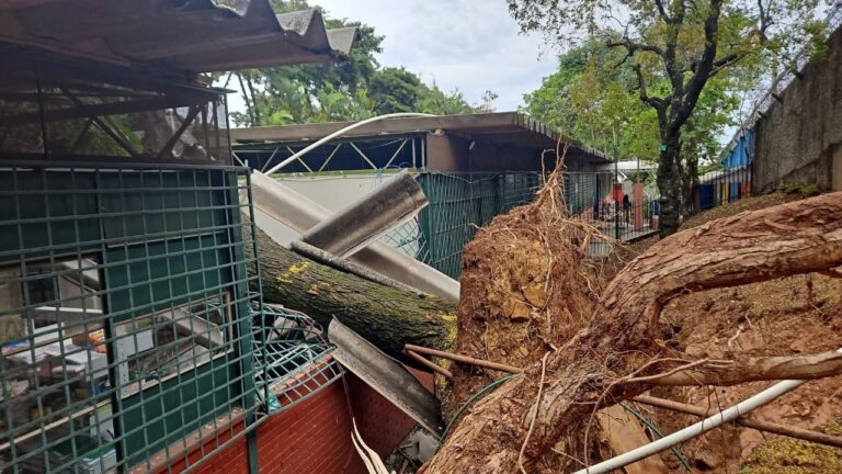 Queda de árvores em escola assusta eleitores em BH - Foto: Divulgação/Corpo de Bombeiros