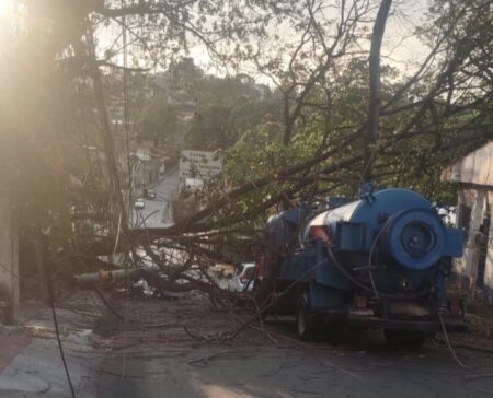 Árvore cai em cima de carro no bairro Ouro Preto, em BH - Foto: Divulgação/CBMMG