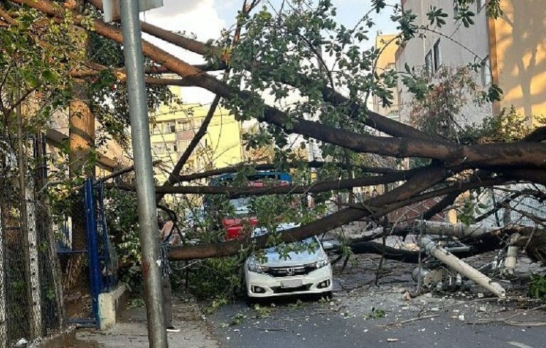 Queda de árvore deixa moradores sem energia na Pampulha, em BH - Foto: Divulgação/CBMMG