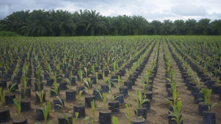 Grupo BBF contibui com agricultura sustentável na Amazônia