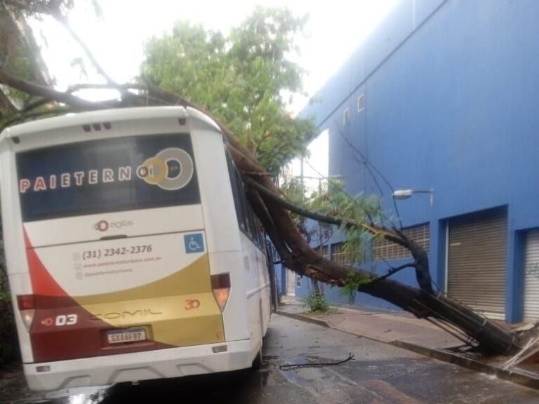 Árvore cai em cima de ônibus na Avenida Teresa Cristina, em BH - Foto: Divulgação/Corpo de Bombeiros