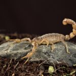 Morre criança picada por escorpião na Universidade Federal de Lavras - Foto: Divulgação/Depositphotos