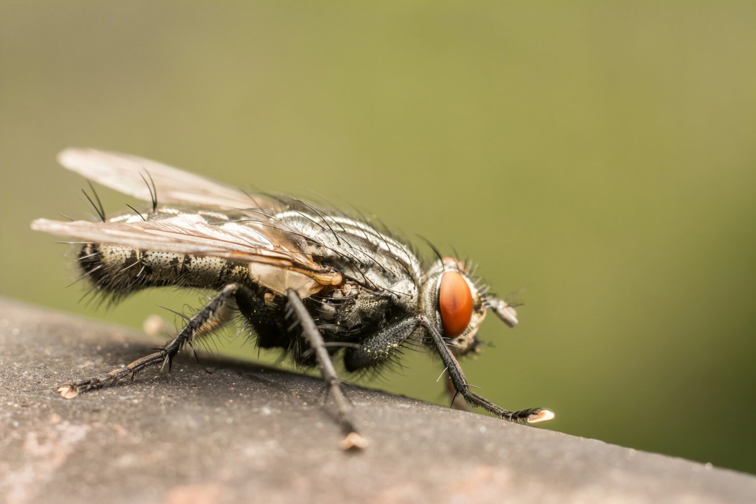 É falso áudio sobre mosquito da tuberculose em BH - Foto: Divulgação/Depositphotos