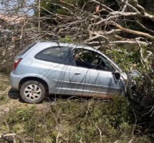 Árvore cai sobre carro e bloqueia a Via Expressa de BH - Foto: Reprodução/Redes Sociais