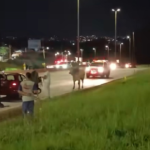 Boiada no Anel Rodoviário de BH assusta motoristas -Foto: Reprodução/ Redes Sociais