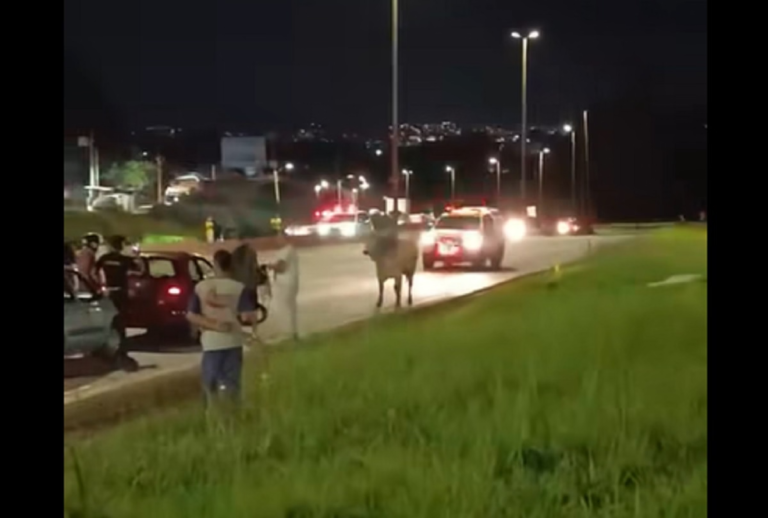 Boiada no Anel Rodoviário de BH assusta motoristas -Foto: Reprodução/ Redes Sociais