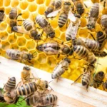 Idoso morre após ataque de abelhas em Capitão Enéas - Foto: https://depositphotos.com/br/photos/abelhas.html?filter=all&qview=658085950