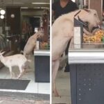 Cabritos são flagrados 'furtando' doces em padaria de Rio Acima (MG); VÍDEO - Foto: Reprodução