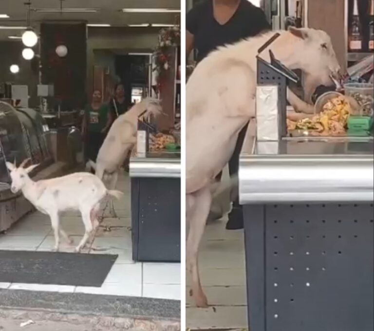 Cabritos são flagrados 'furtando' doces em padaria de Rio Acima (MG); VÍDEO - Foto: Reprodução