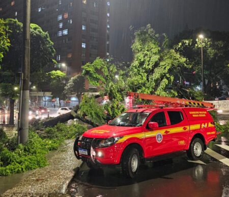 Árvore de grande porte cai na Avenida Afonso Pena, em BH - Foto: Divulgação/CBMMG