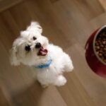 Hill’s Pet Nutrition recebe Prêmio BrandSpark de Melhor Novo Produto 2024