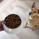 Hill's lança a Sensitive Stomach & Skin, da Specialty, com proteína sustentável