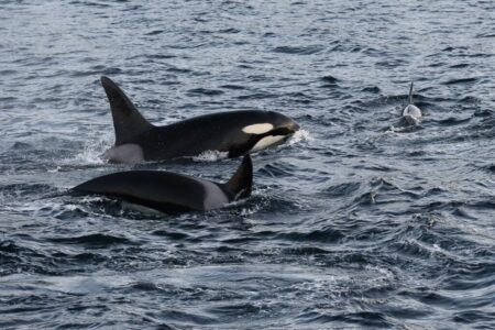 Baleia Orca 1024x683 1