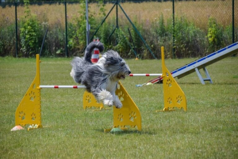Bearded collie exercicios fisicos 1024x683 1