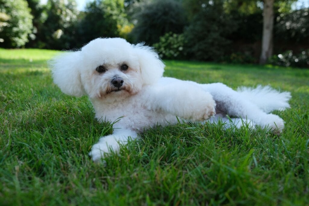 7 raças de cachorro pequenas e peludas 6 Cachorro branco e peludo deitado na grama