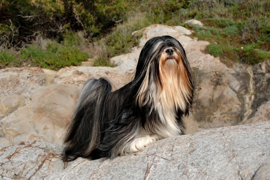 7 raças de cachorro pequenas e peludas 2 Cachorro da raça Lhasa apso com pelo branco e preto em cima de uma pedra