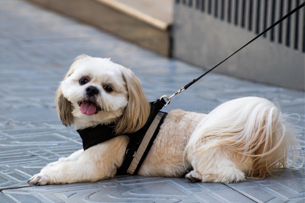 Shih tzu passeio 1024x683 1
