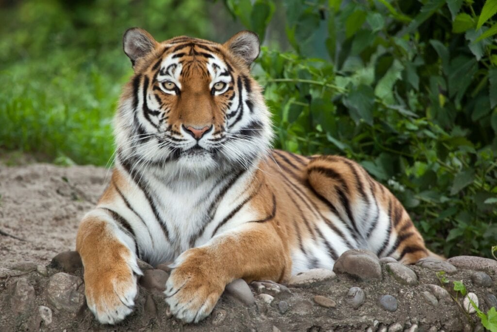 Tigre-siberiano deitado em uma pedra 