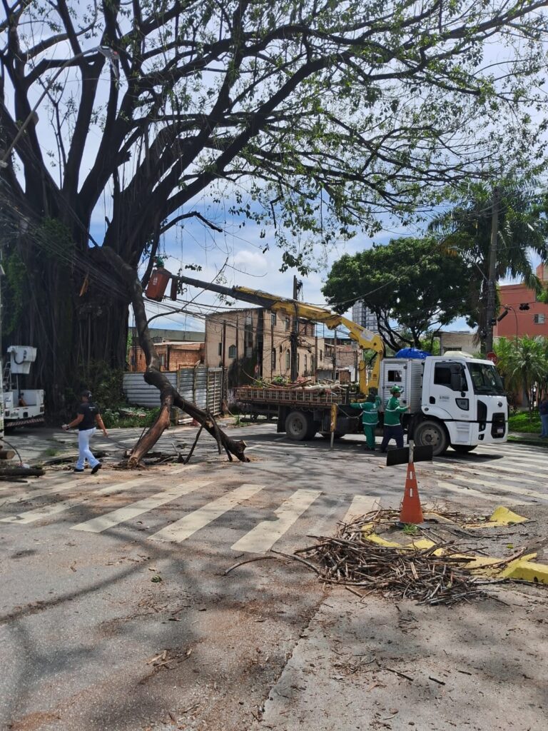 Galho bloqueia trânsito no bairro Santa Efigênia - Foto: Redes Sociais/ BHTrans