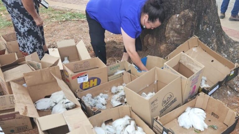 Prefeito afasta servidores por poda irregular e morte de garças em Lagoa Santa - Foto: Reprodução/ Redes Sociais