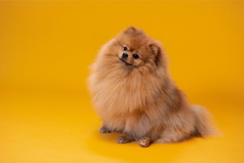 7 raças de cachorro pequenas e peludas 3 cachorro da raça Lulu-da-pomerânia sentado em um fundo laranja
