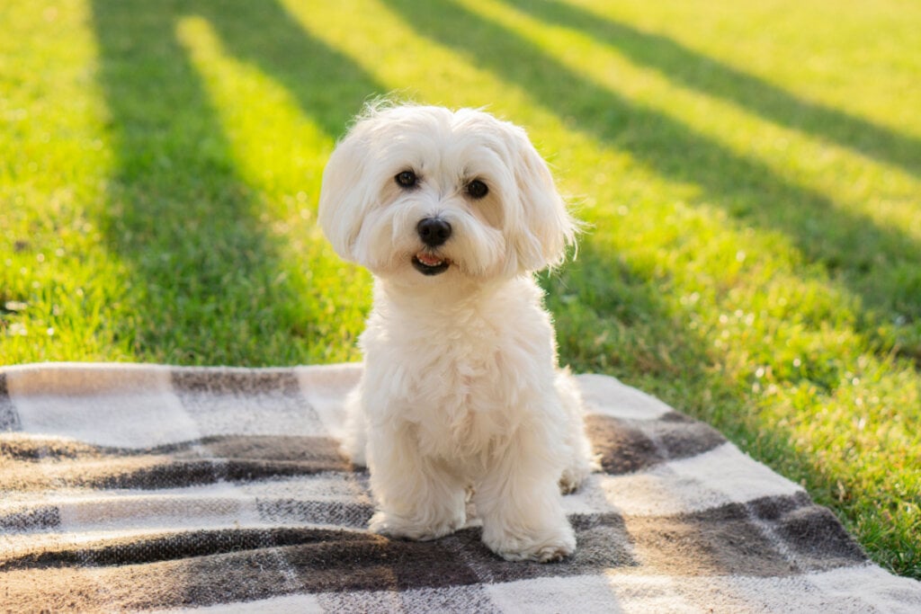 7 raças de cachorro pequenas e peludas 4 Cachorro maltês branco em cima de pano em grama